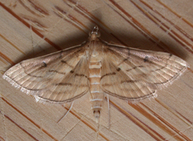 Trapeze Moth